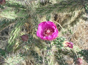 A single pink cholla cactus bloom