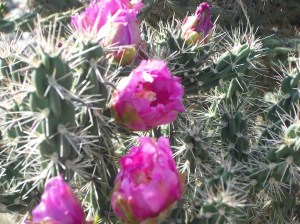 Cactus blooms about to open